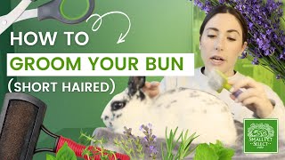 How To Groom Your Rabbit (Short Haired Edition)