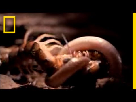 Video: Wat is een gevlekte slang duizendpoot: gevlekte slang duizendpoot controle en schade