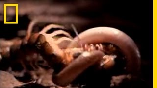 Centipede vs. Snake | National Geographic