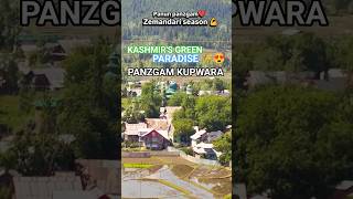 Panzgam Kupwara in Paddy Season 🌾 | Kashmir Turns Into Heaven on Earth#kashmir #explorekashmir