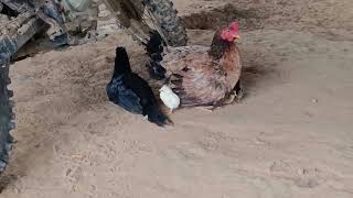 Mutum Tá Bem Amoroso Com Os Pintinho Ça