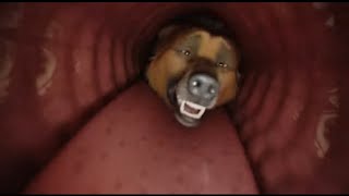 Furry Grizzly Bear Eat Dog German Shepherd Internal After Vore Scenes Digestion Burping Generation 1