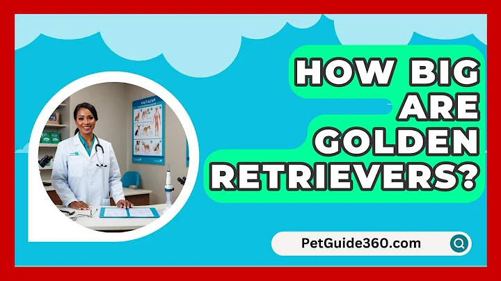 How Big Are Golden Retrievers? - PetGuide360.com