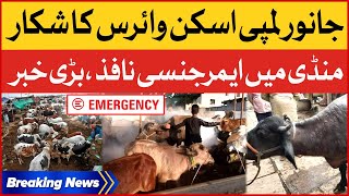 Lumpy Virus Break out in Maweshi Mandi  | Emergency Imposed in Mandi | Breaking News
