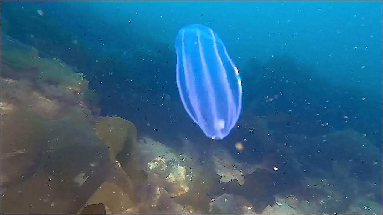 Water Comb Jellyfish Amerikansk Ribbegople YouTube