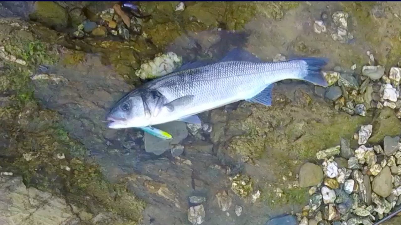 Cornwall Bass Fishing – Treble Hook Fun 01+02 07 2023