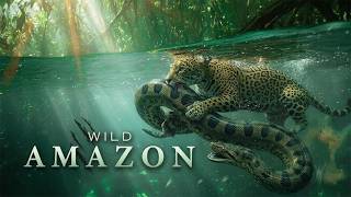 40 Most Dangerous &amp; Unique Animals of the Amazon Rainforest!