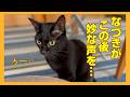 家の異変にいち早く反応する黒猫／初めて聞くなづきの奇妙な声…