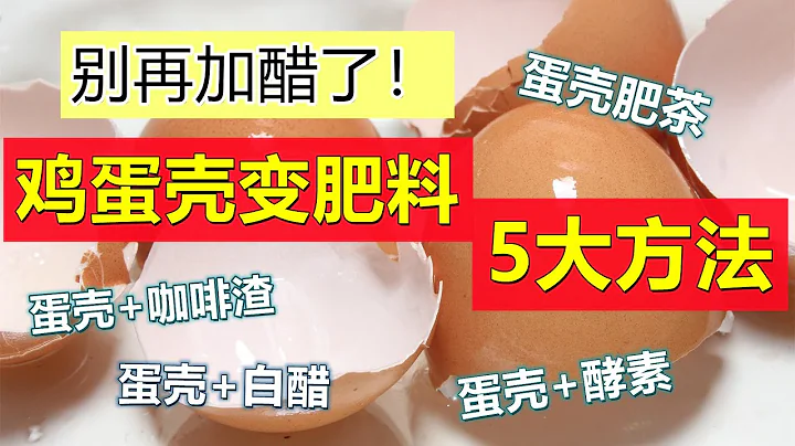 別再加白醋了！正確使用雞蛋殼肥，蛋殼肥的5大製作方法 5 ways to turn eggshells into fertilizer - 天天要聞