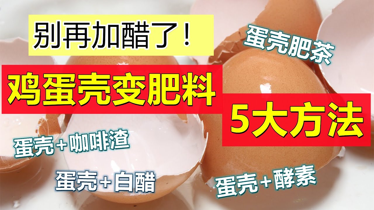 别再加白醋了！正确使用鸡蛋壳肥，蛋壳肥的5大制作方法 5 ways to turn eggshells into fertilizer