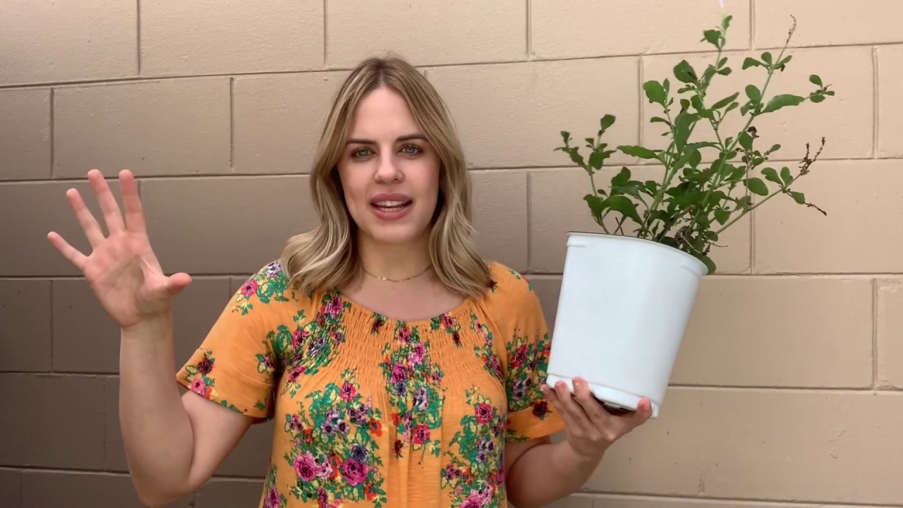 Planting & Caring For Plumbago //// ESG