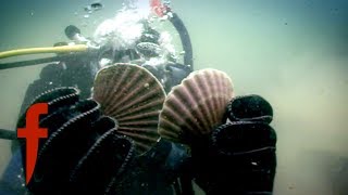 Gordon Rsmsay Goes Diving For Scallops | The F Word