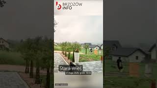 STARA WIEŚ. Wilk grasował między domami. Zaatakował Maltańczyka!