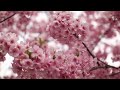 Panasonic Z8 Series - Honest Review 2026