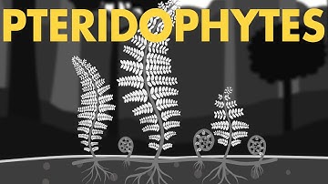 Life cycle of Pteridophytes Class 11 Animation | Plant Kingdom Class 11 | NEET Botany