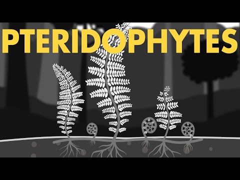 Pteridophytes Class 11 | Life cycle of Pteridophytes ANIMATION | Plant Kingdom Class 11 | NEET