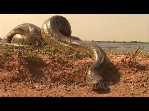 Amazon: Crawling Anaconda