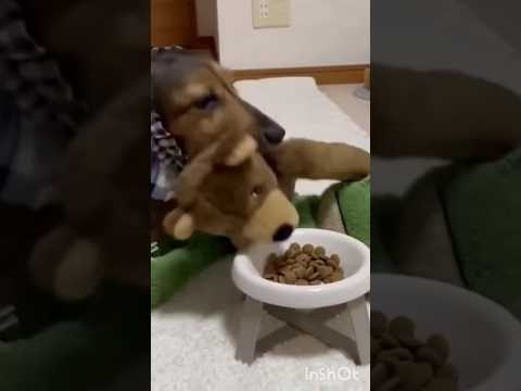 Este perro comparte su comida con sus peluches