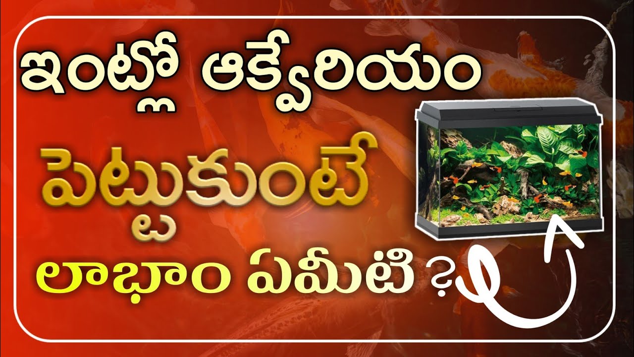 uses of aquarium at homeWe Must Have a FISH Aquarium at Home and