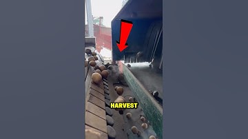 A.I Potato Sorting Rocks #storytelling