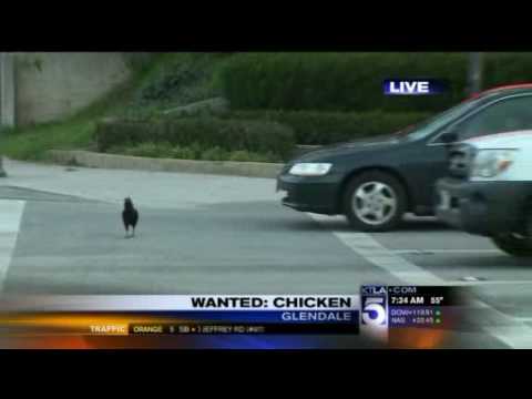 Crazy Chicken Crosses Road To Be on Live TV 