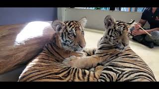 2 month old Baby Tigers playing around Pattaya Thailand Jan 18th 2023