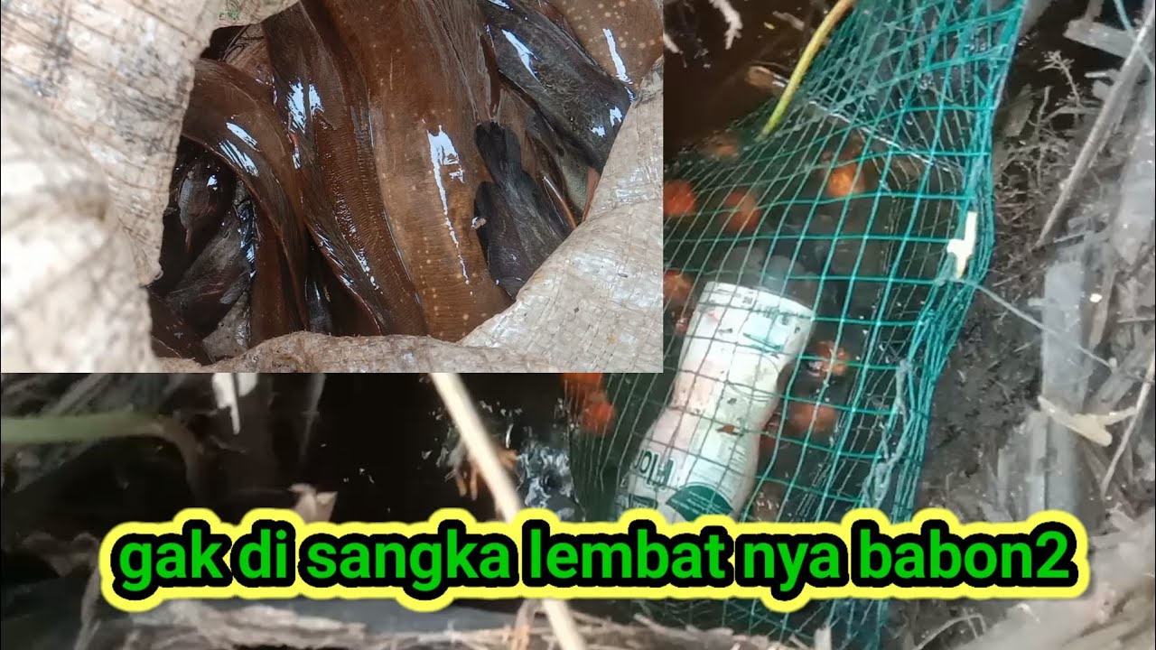 gak di sangka ikan lembat nya babon babon masuk pengilar#angkatpengilar
