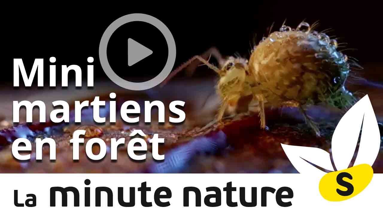 documentaire streaming Ep. 27. : MINI MARTIENS EN FORET