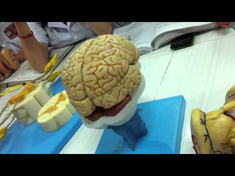 Giải phẫu học: Tủy gai - Trám não - Trung não - Gian não