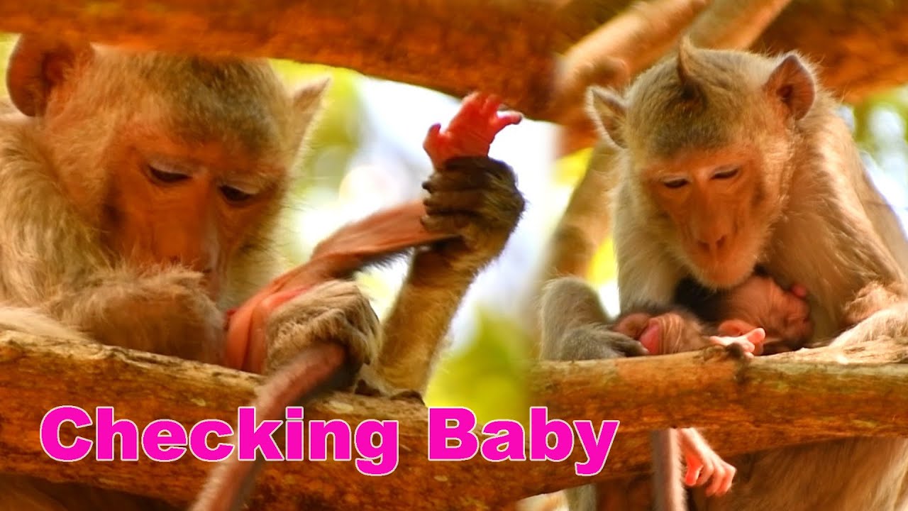 Just Newborn Baby Monkey On The Hight Tree And Mom Take Care