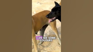 Thumbnail of What Colors Do Dogs Really See? 🎨🐶 The Truth About Dog Vision! #Dogs #AnimalFacts