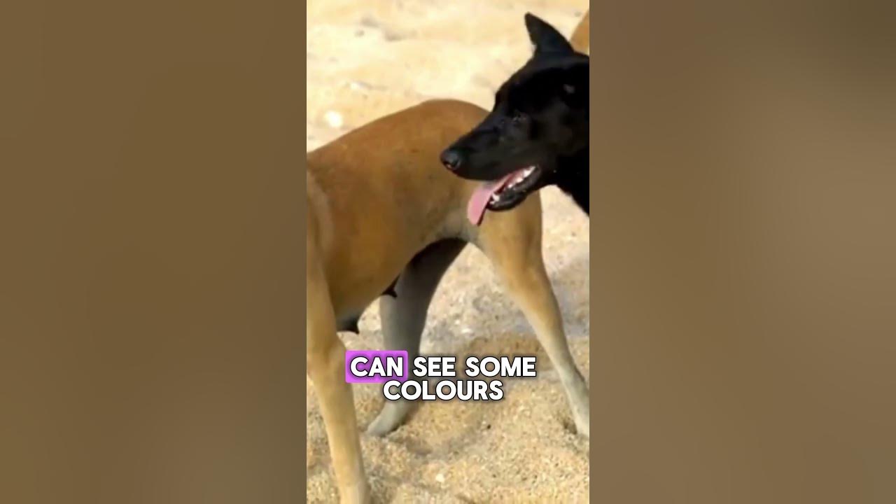 What Colors Do Dogs Really See? 🎨🐶 The Truth About Dog Vision! #Dogs #AnimalFacts