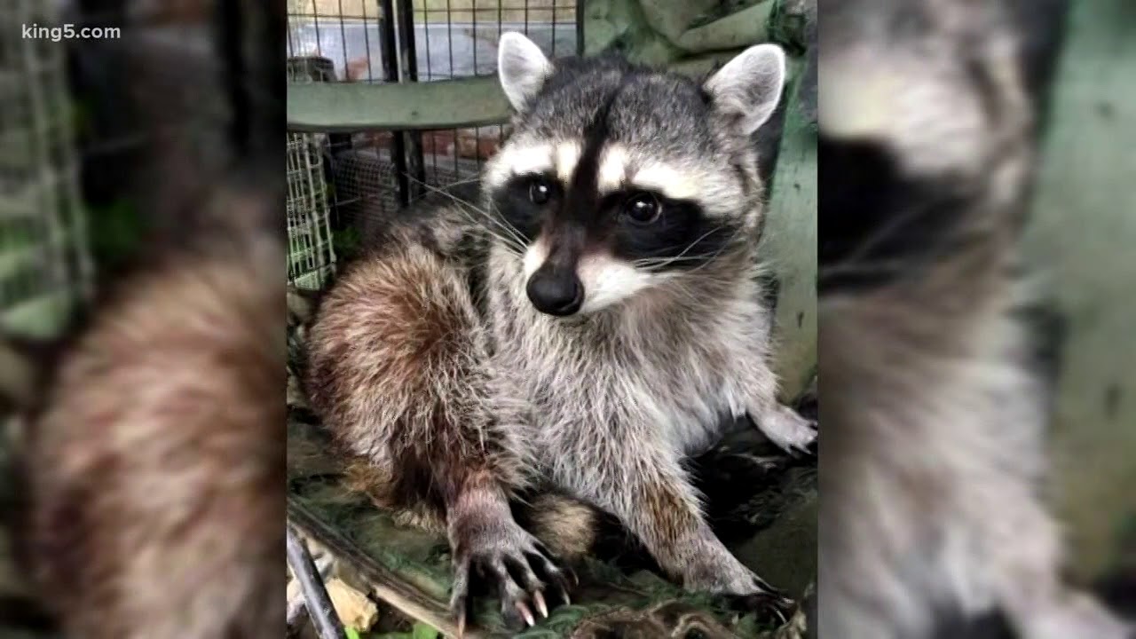 A west Seattle couple battling to get their pet raccoon