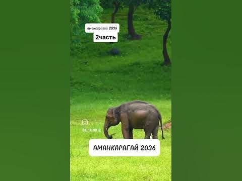 Аманкарагай #аулиеколь - YouTube