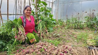 पॉलीहाउस के अन्दर इतनी सब्जियाँ || Pahadi Lifestyle Vlog || Priyanka Yogi Tiwari ||