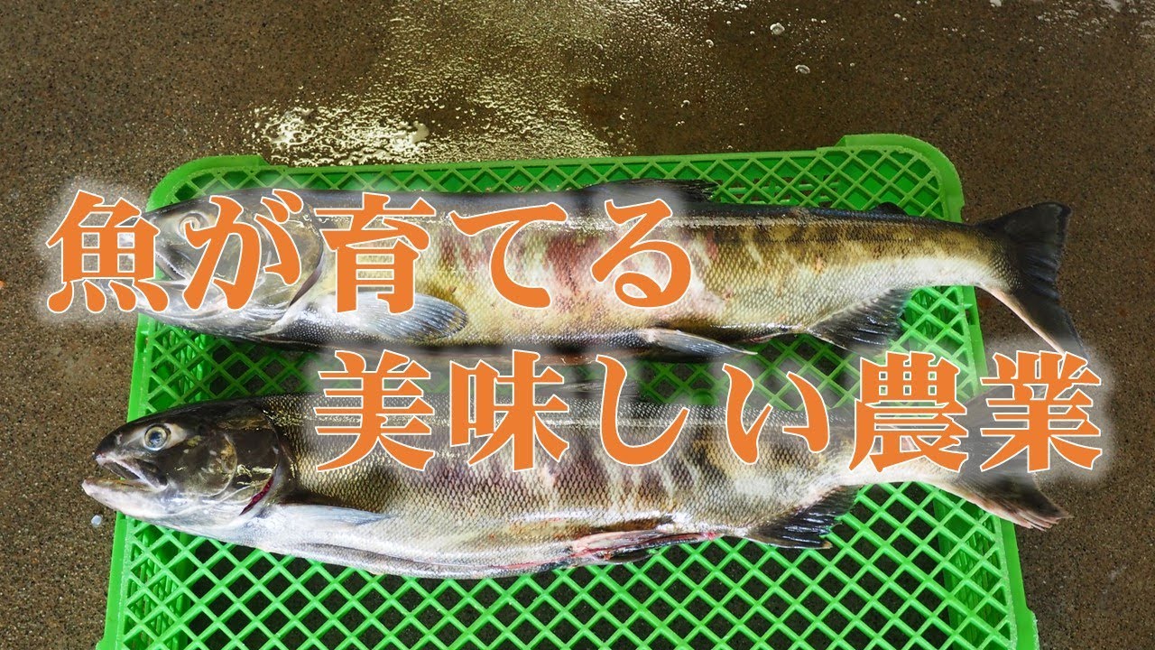 魚が美味しい農業を育てる 魚が美味しい農業を育てる