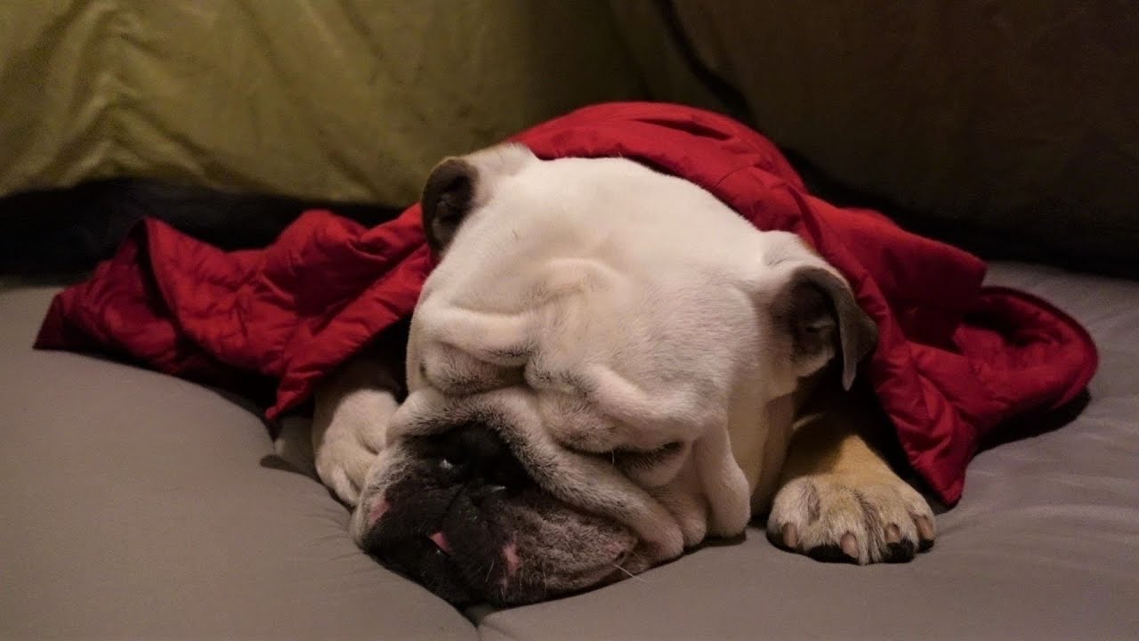 ぶるまる&パパでキャンプに挑戦‼したのですが、ご覧の通り「Zzz…」です…。