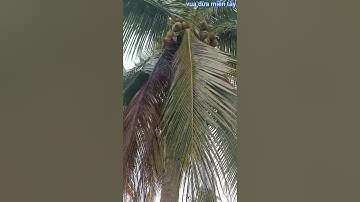 Vua Dừa Miền Tây// cây dừa trái rất sai