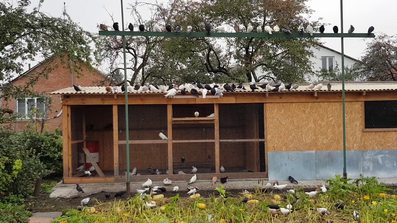 07.09.18. Голуби и йодинол .