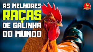 GALOS das MELHORES RAÇAS de galinha do MUNDO (GALINHA, PINTINHO E OVOS)