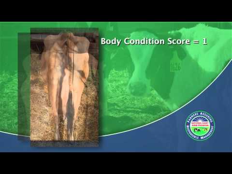 Wie man Body Condition Score eine Milchkuh (2013)