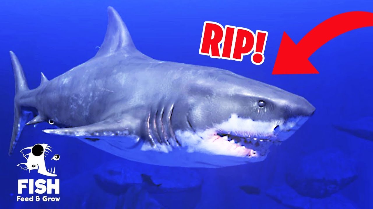 PORAZIL JSEM KRÁLE MOŘE!