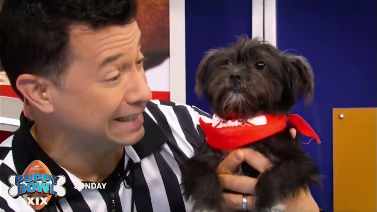 Animal commercials February 11, 2023 YouTube