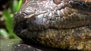 BİLLFOLD-SNAKE İN THE GRASS (CLİP)