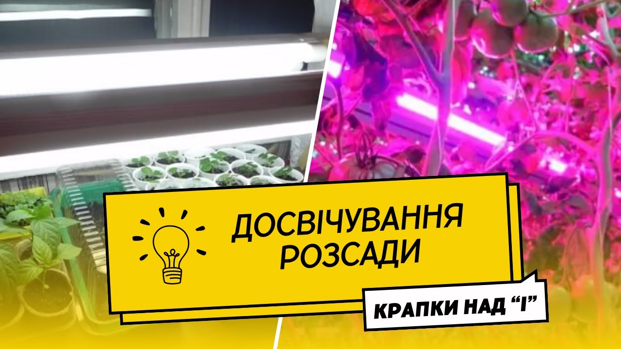 Світло для розсади: коли, скільки, чим та як досвічувати