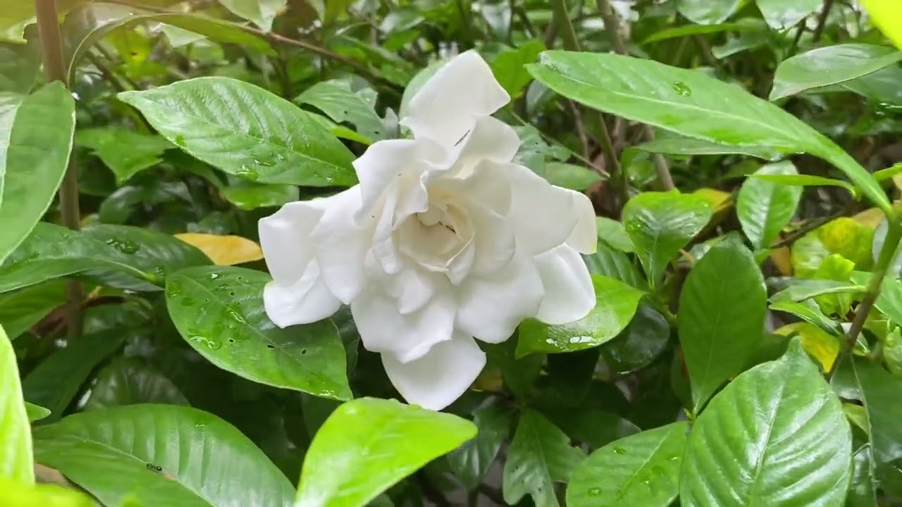 クチナシの花 クチナシの花 八重咲き 2023.6.30 - YouTube
