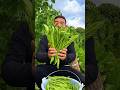 Green Bean Natural Landscape Garden And Harvesting Activities From Farmers Reels 2024 Beans