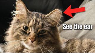 TNR Explained: Why One Cat Can Become 2,000 in 4 Years