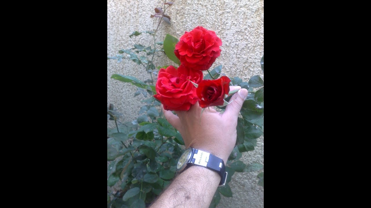 ازاى اقص الوردة البلدي الجوري ويطلع غيرها كتير؟!!!