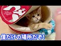 うどんに近づいたらブチギレる子猫が可愛いすぎる